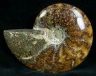 Cleoniceras Ammonite Fossil - Madagascar #7356-1